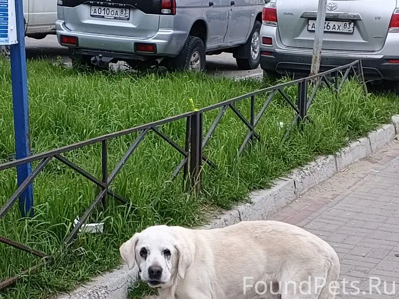 Найден пёс, хромой с ошейником, у Близнецов