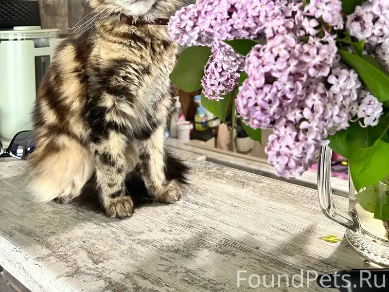 Пропала кошка Мика, 2 массив