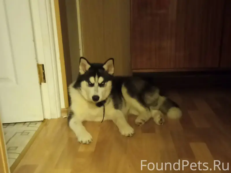 Пропал пёс Арчи, район Бельского моста