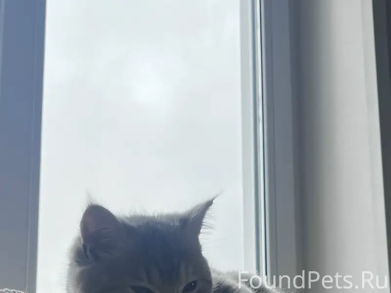 Пропал котёнок Моня, район Комовских