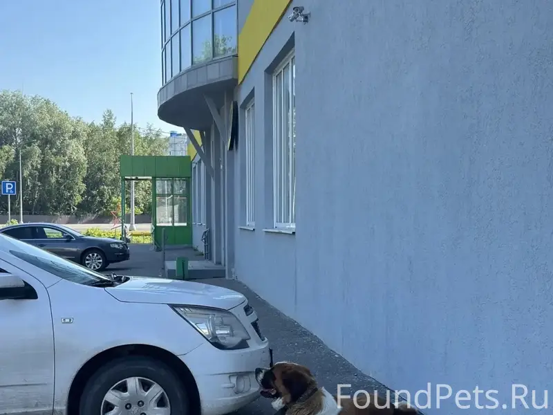 Найден пёс, ГПЗ