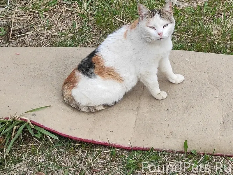 Пропала кошка Маша, район Ушаки