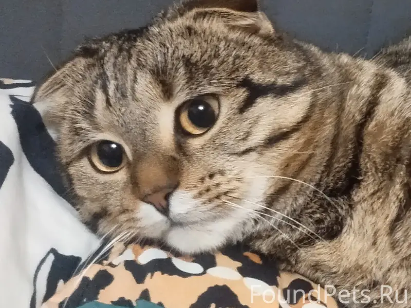 Пропал котик