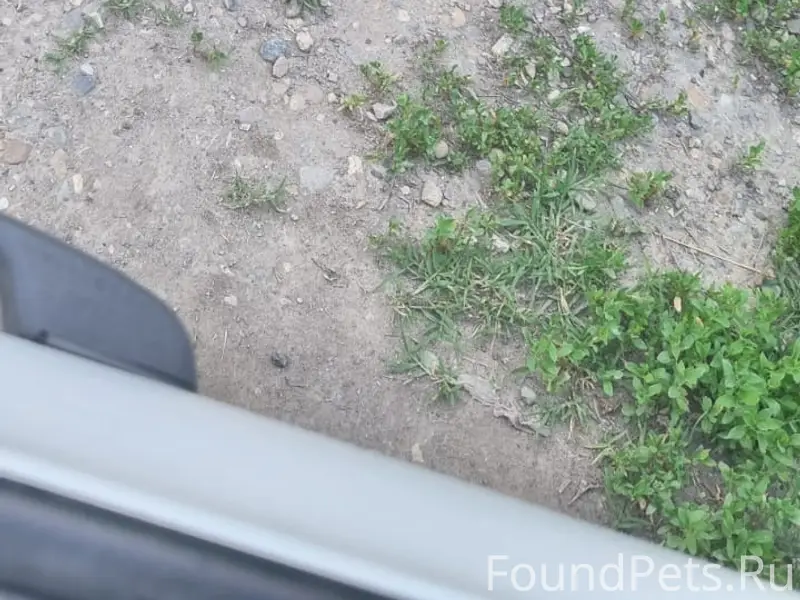 Пропала собака