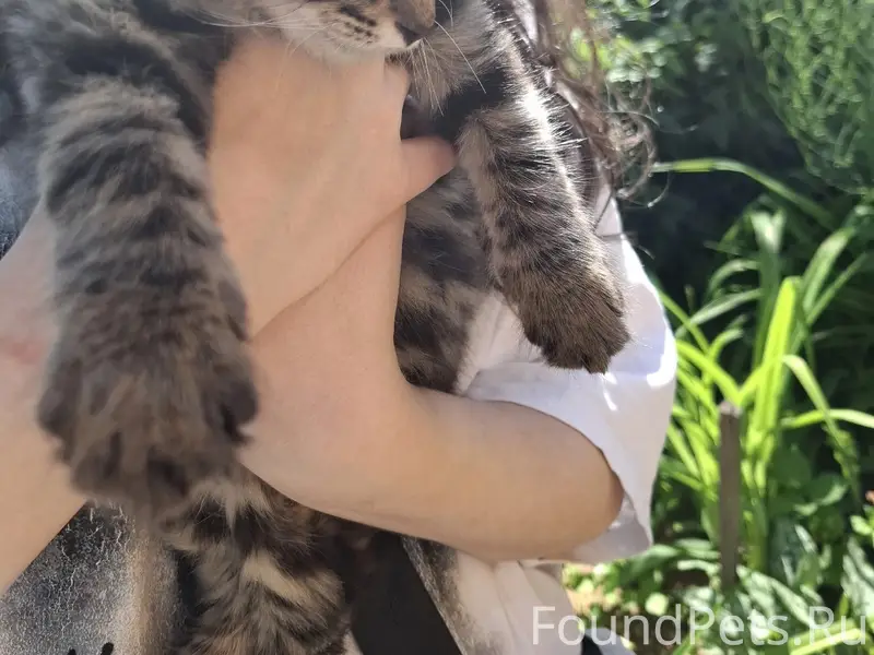 Найден котёнок, район Шангалах