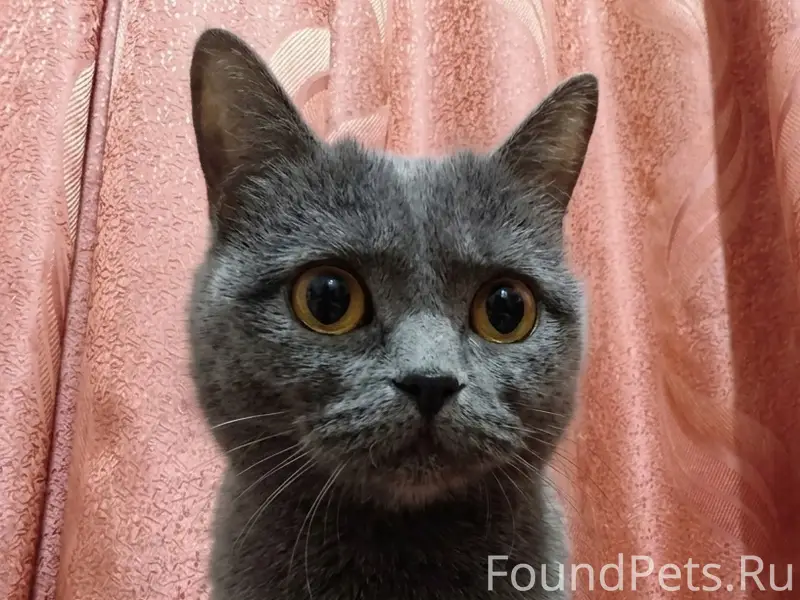 Пропала серая кошка, Порт-Артур