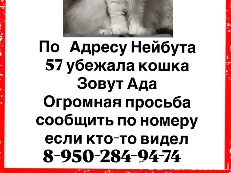 Пропала кошка Ада, Нейбута 57