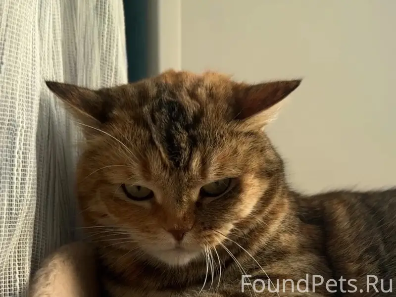 Пропала кошка, Зубчаниновка
