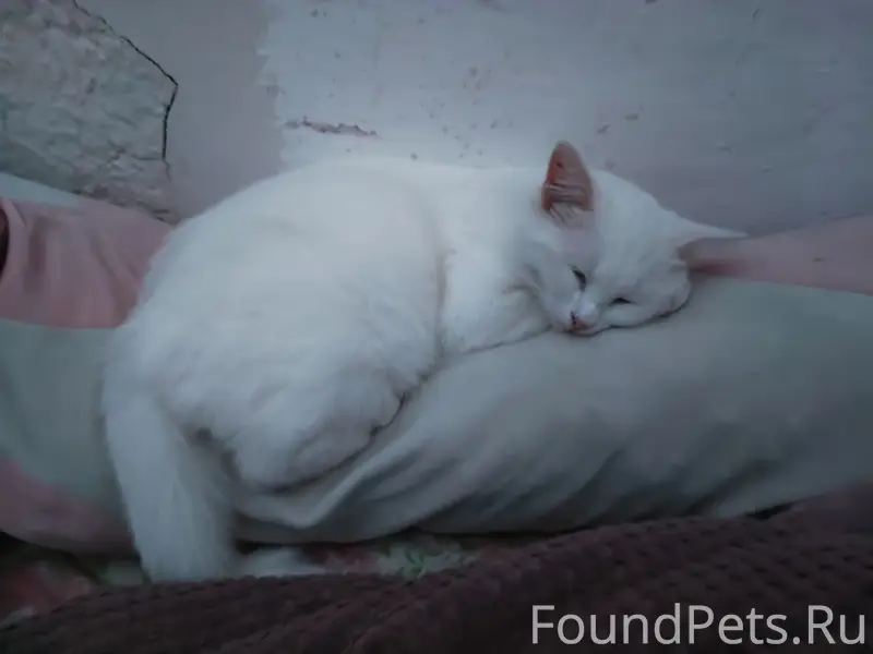 Пропала белая кошка, Сахалин