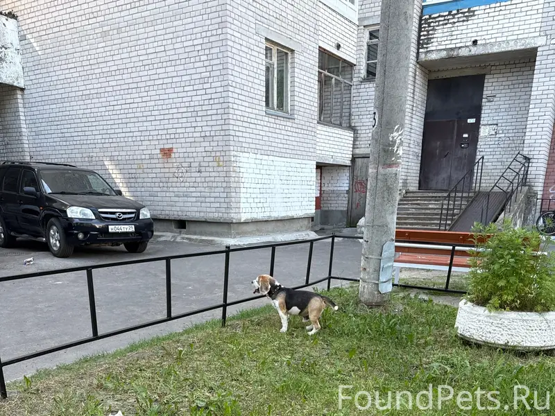 Пропала собака, район драмтеатра
