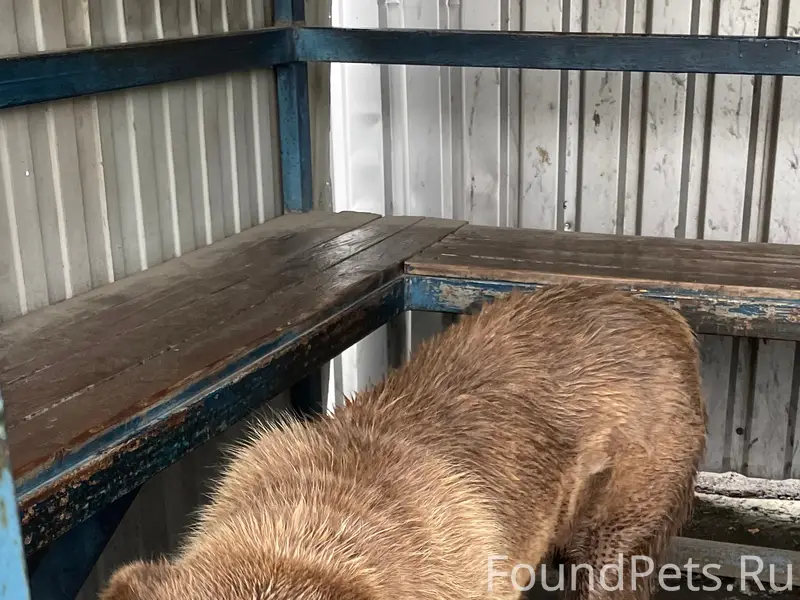 Найден алабай в Дзержинском, Люберцы