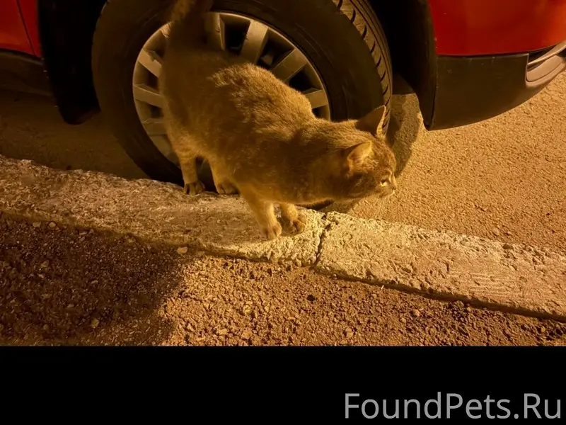 Найден кот, Новая Самара