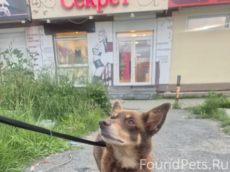 Найден мальчик с клеймом на ухе, Таватуй