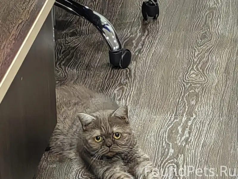 Найдена кошка, пр-д Строителей