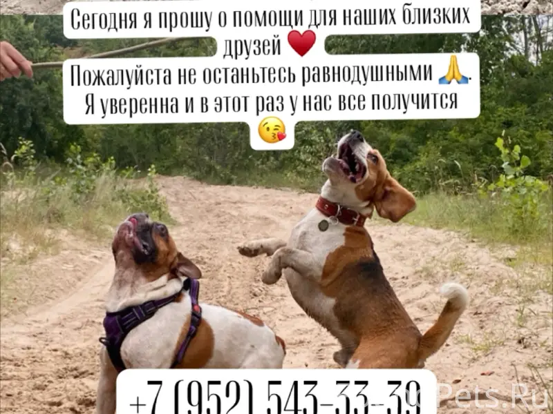 Пропал Бигль по кличке Барни