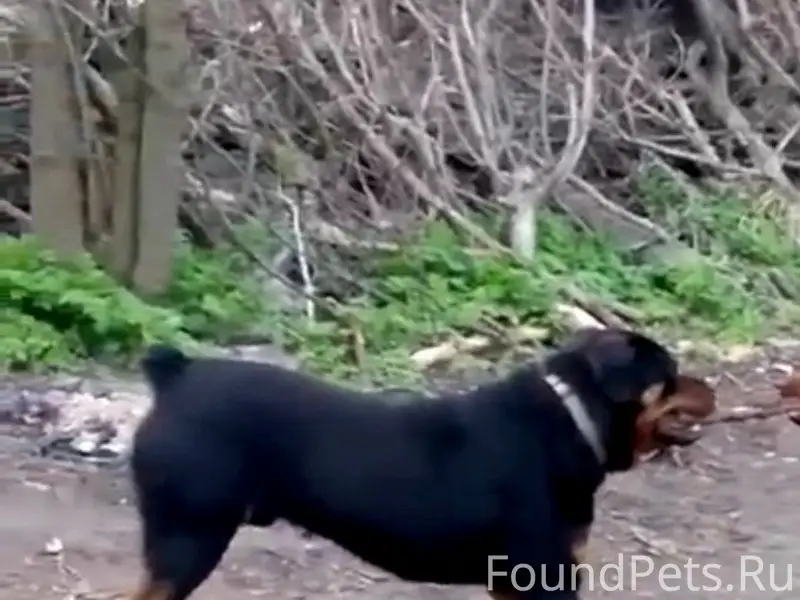 Пропала собака Рей