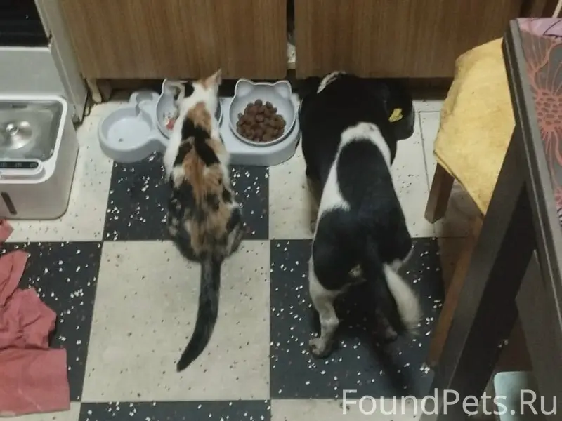 Пропала кошка, Ольминский
