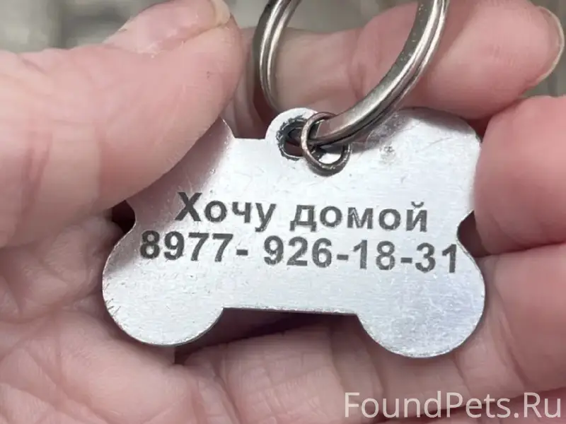 Найденна собака, м. Марьино, г. Москва