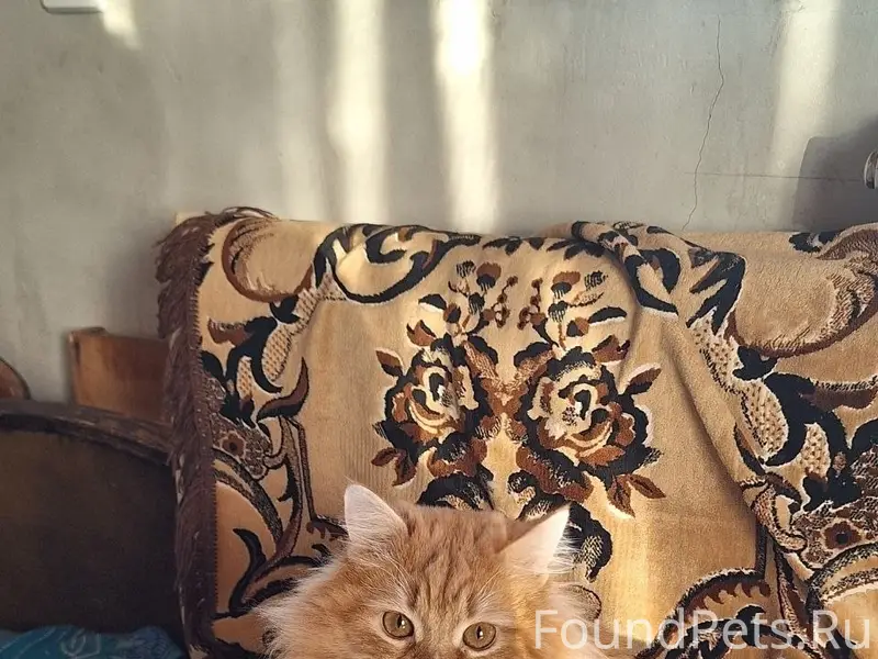 Пропал кот, 