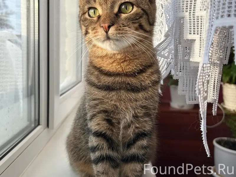 Пропал кот, район стадиона