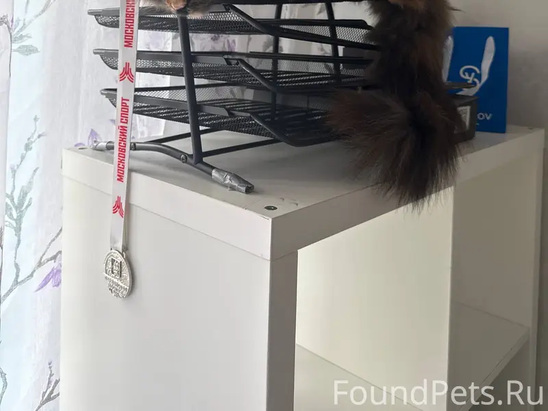 Пропала кошка Молли, Ново-Синьково