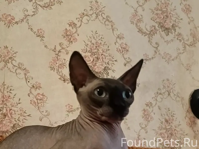 Пропала кошка сфинкс Лейси, район Голубкова