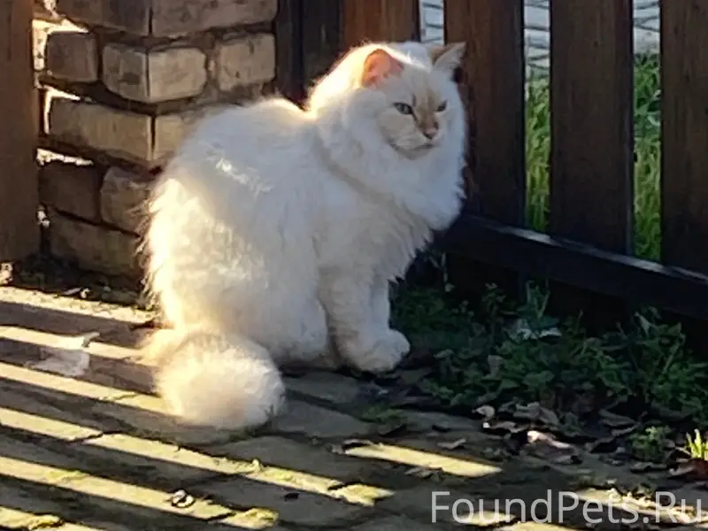 Пропал кот Яшка, район улицы Карельской и Пятигорской