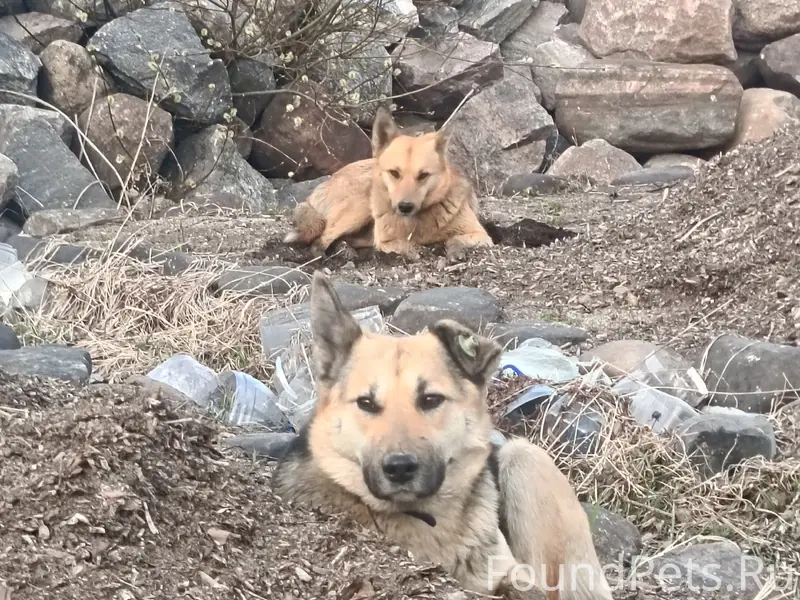 Пропали собаки