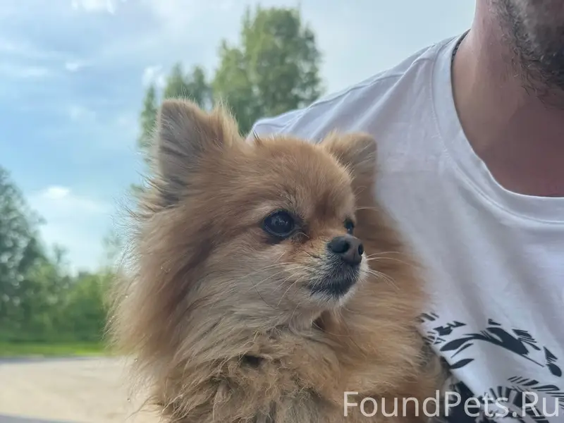 Найден тип собака, село Барышево