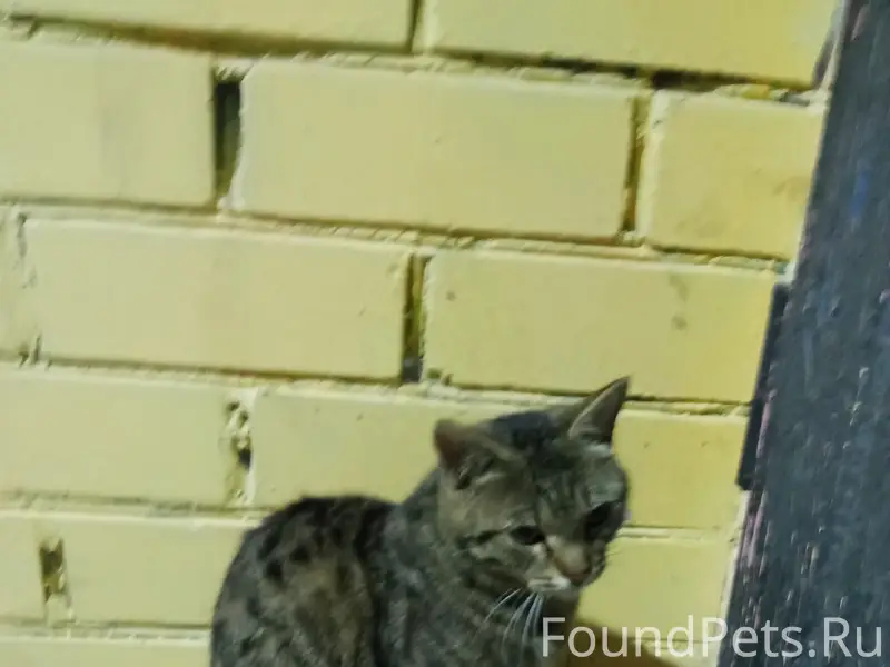 Найден кот, Черёмушки