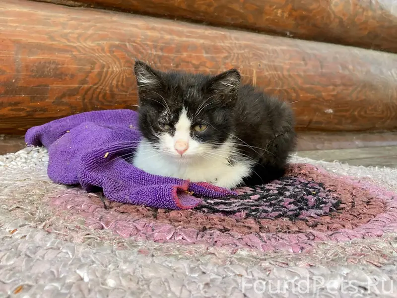 Найден котёнок, ждёт хозяина