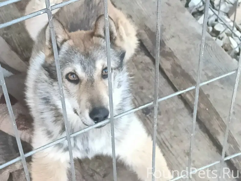Пропала Зсл Ирма, Сосновка