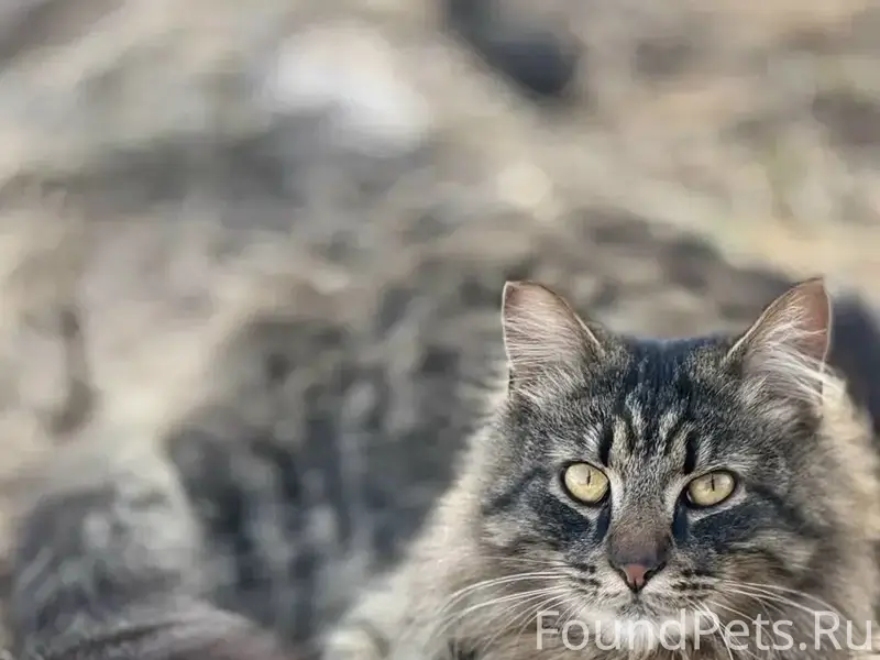 Пропал кот, Лукинская, ул. Луговая
