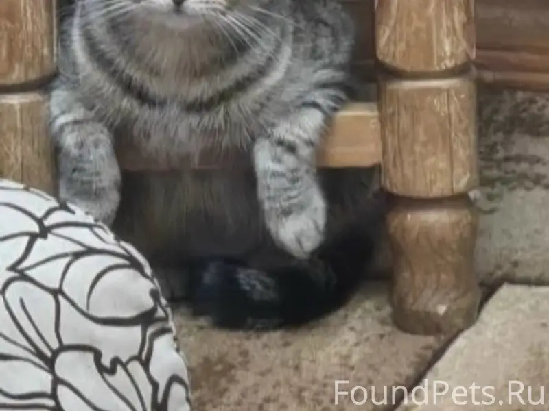 Пропала домашняя кошка