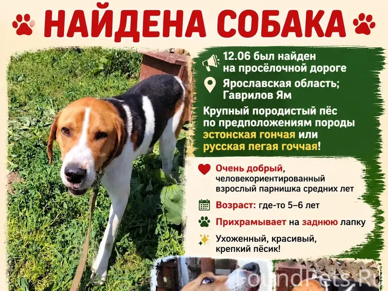 Найден породистый пёс, Гаврилов Ям