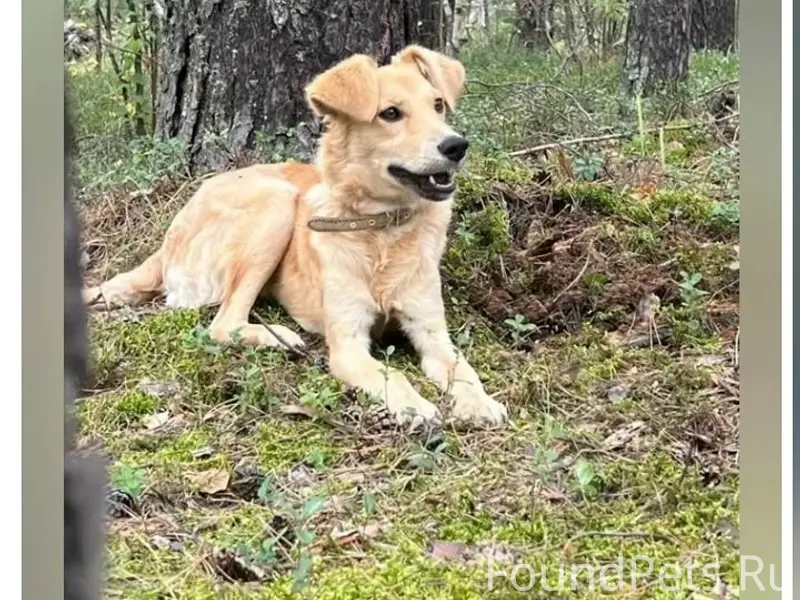 Пропала дворняжка, Первомайский район
