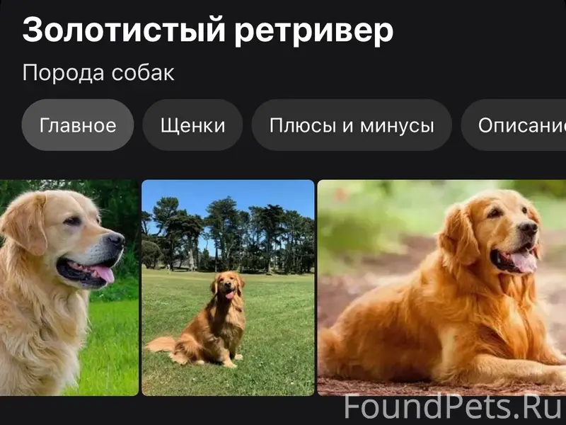 Найден пёс, Симферополь