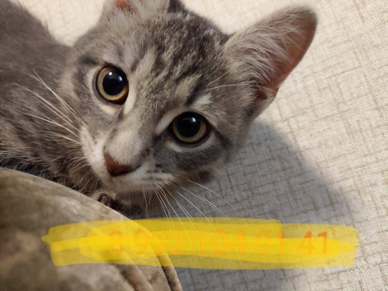 Пропал кот Сэм, 9 этаж