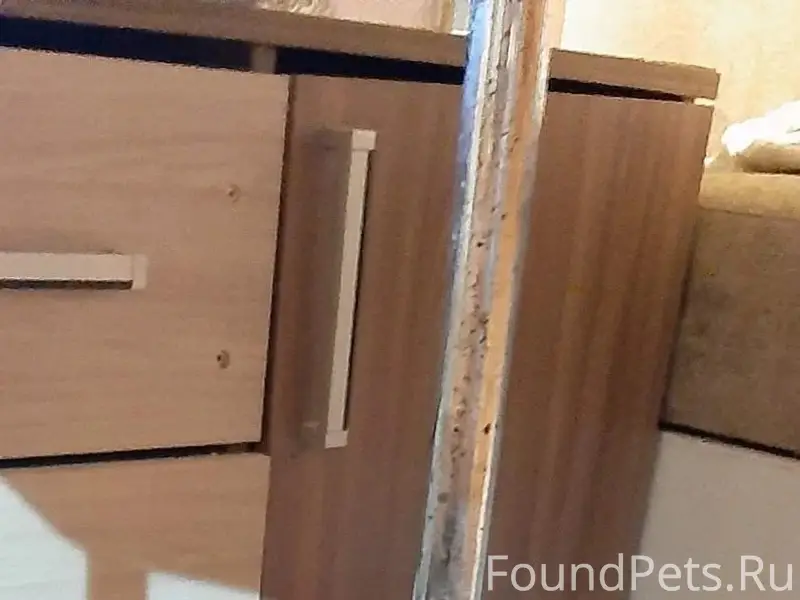 Пропала собака Боня, район бумажной