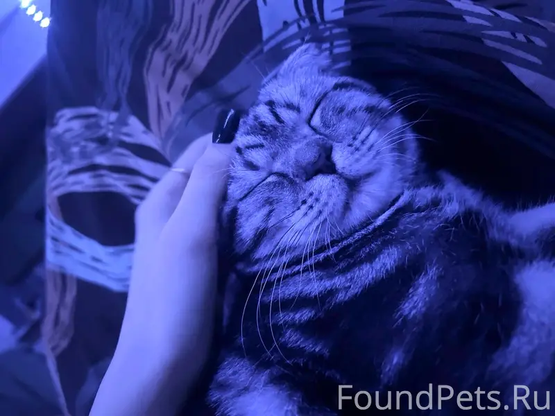 Пропал кот, дом Ирендык 4 п.1