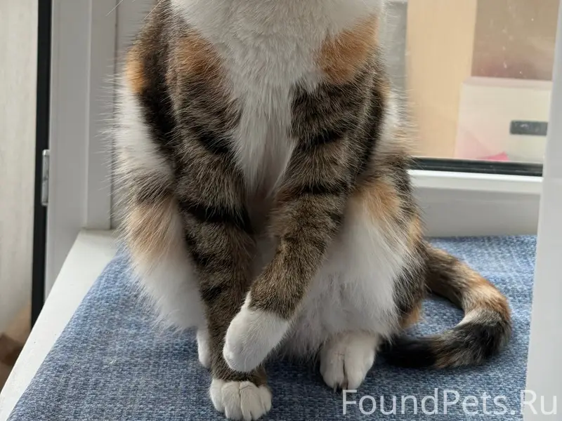 Пропала кошка, ул. Восточная