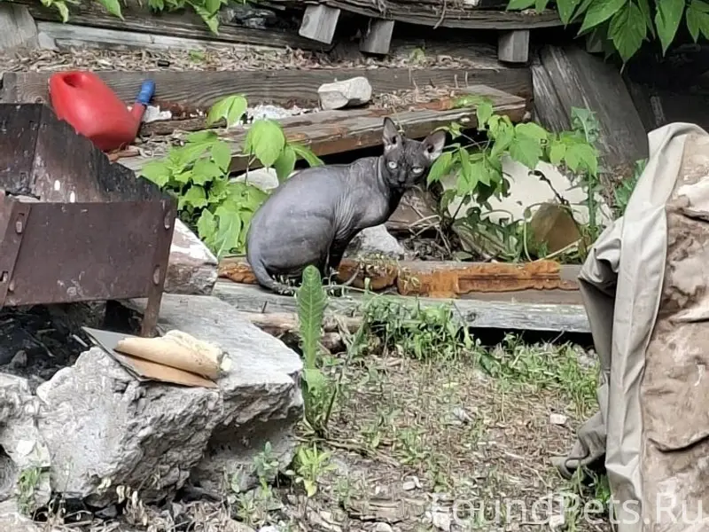 Найдена кошка сфинкс, Самарская улица