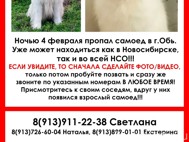 Пропал самоед, г. Обь-Толмачево