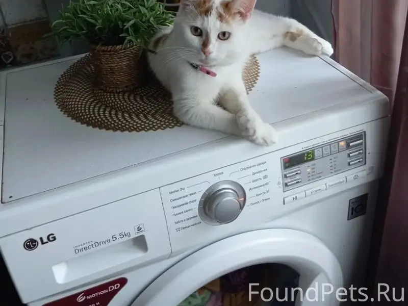 Пропал кот Веня, Черёмушки