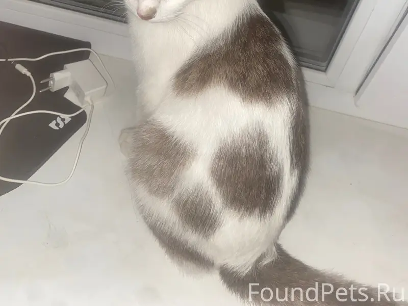 Найдена кошка, Улица Ворошилова