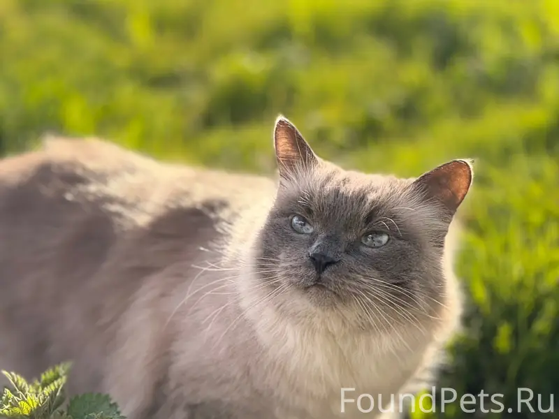 Пропал домашний кот Семён