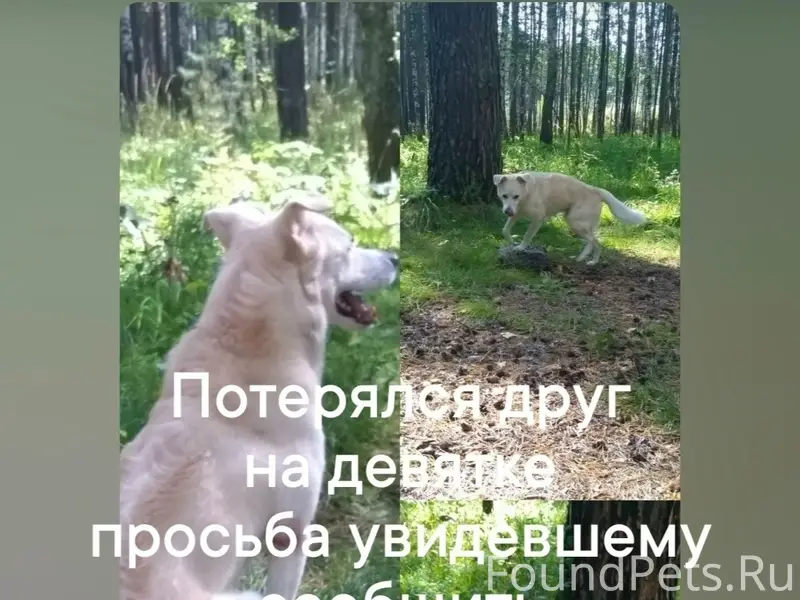 Пропал пёс, Железногорск, район Орбиты