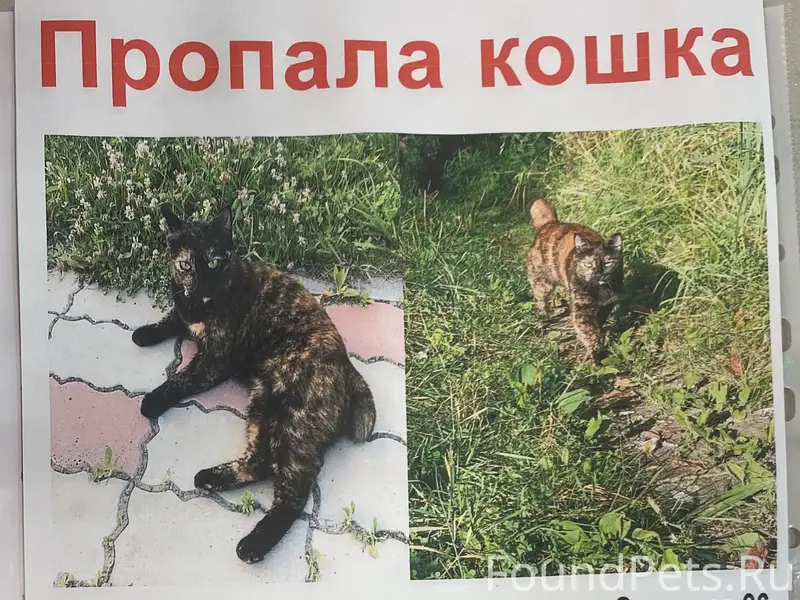 Пропала кошка, ул. Сухарная