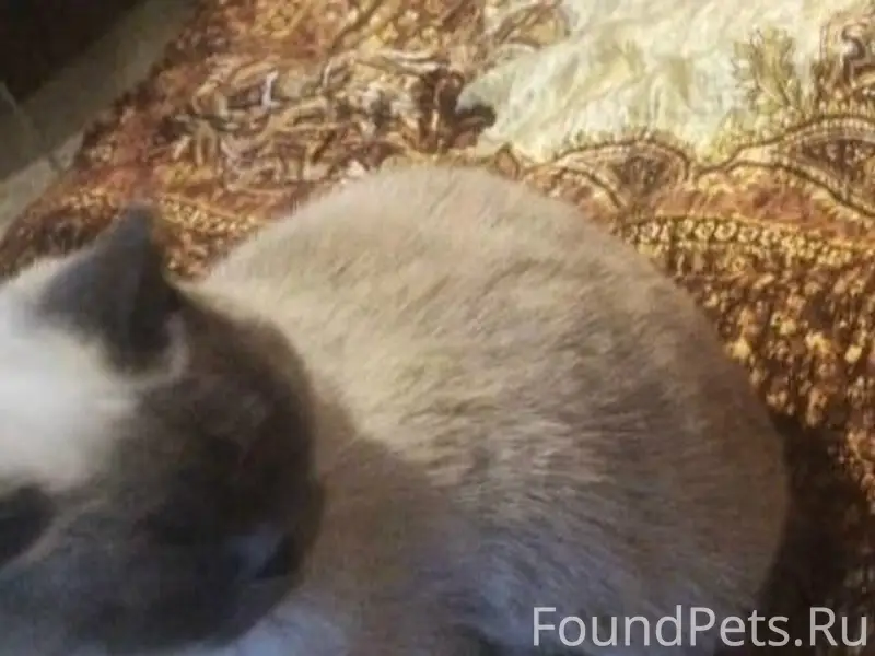 Пропала кошка, улица Максима Горького