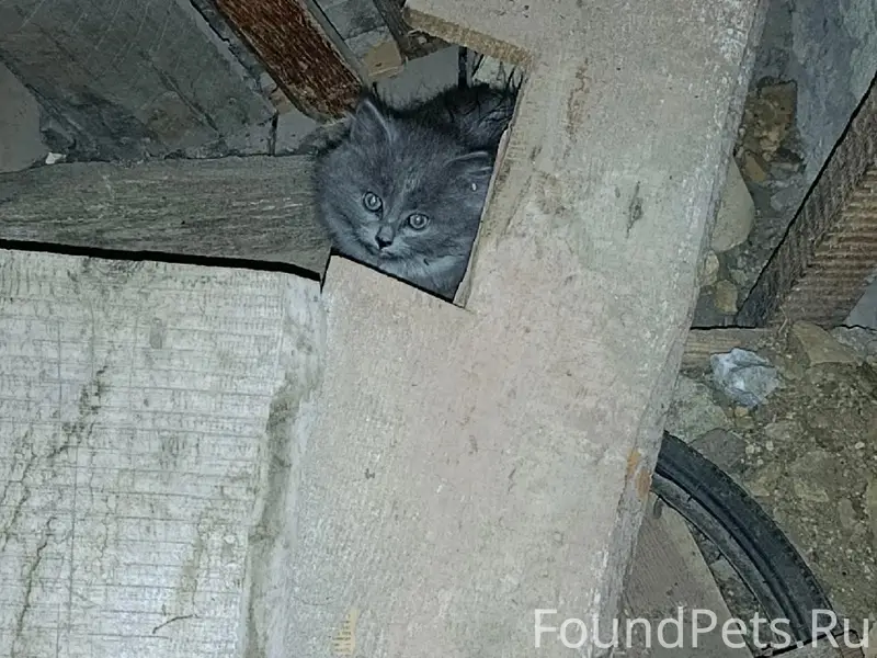 Найдена кошка с двумя котятами, серенькие